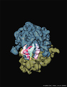 A Ribosome reconstruction